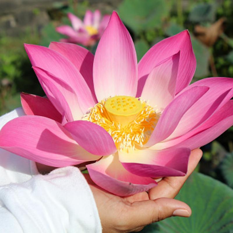 Lotus in Hand